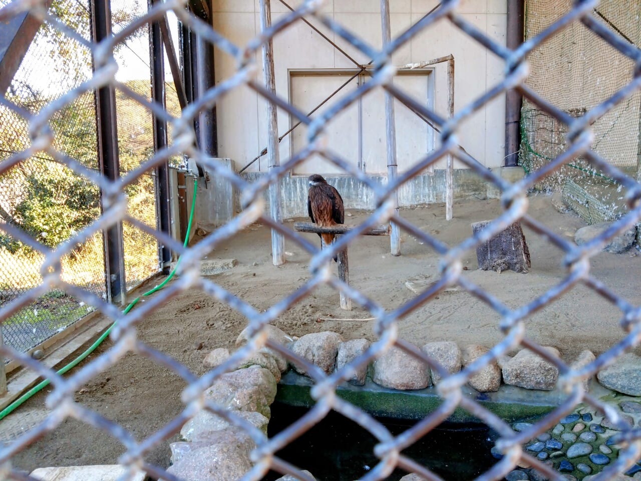 悠久山小動物園_トビ2