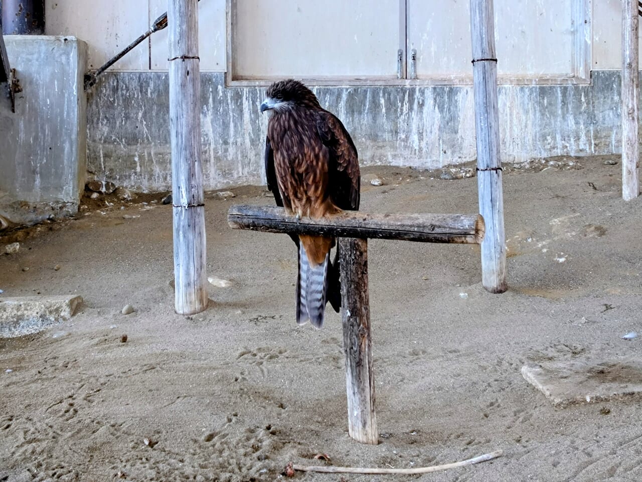 悠久山小動物園_トビ1