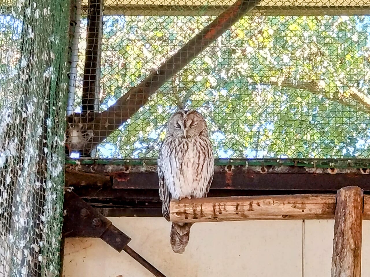 悠久山小動物園_フクロウ1