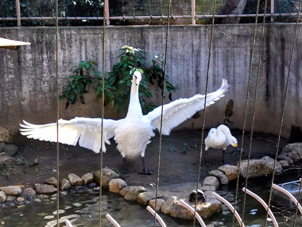 悠久山小動物園_白鳥4