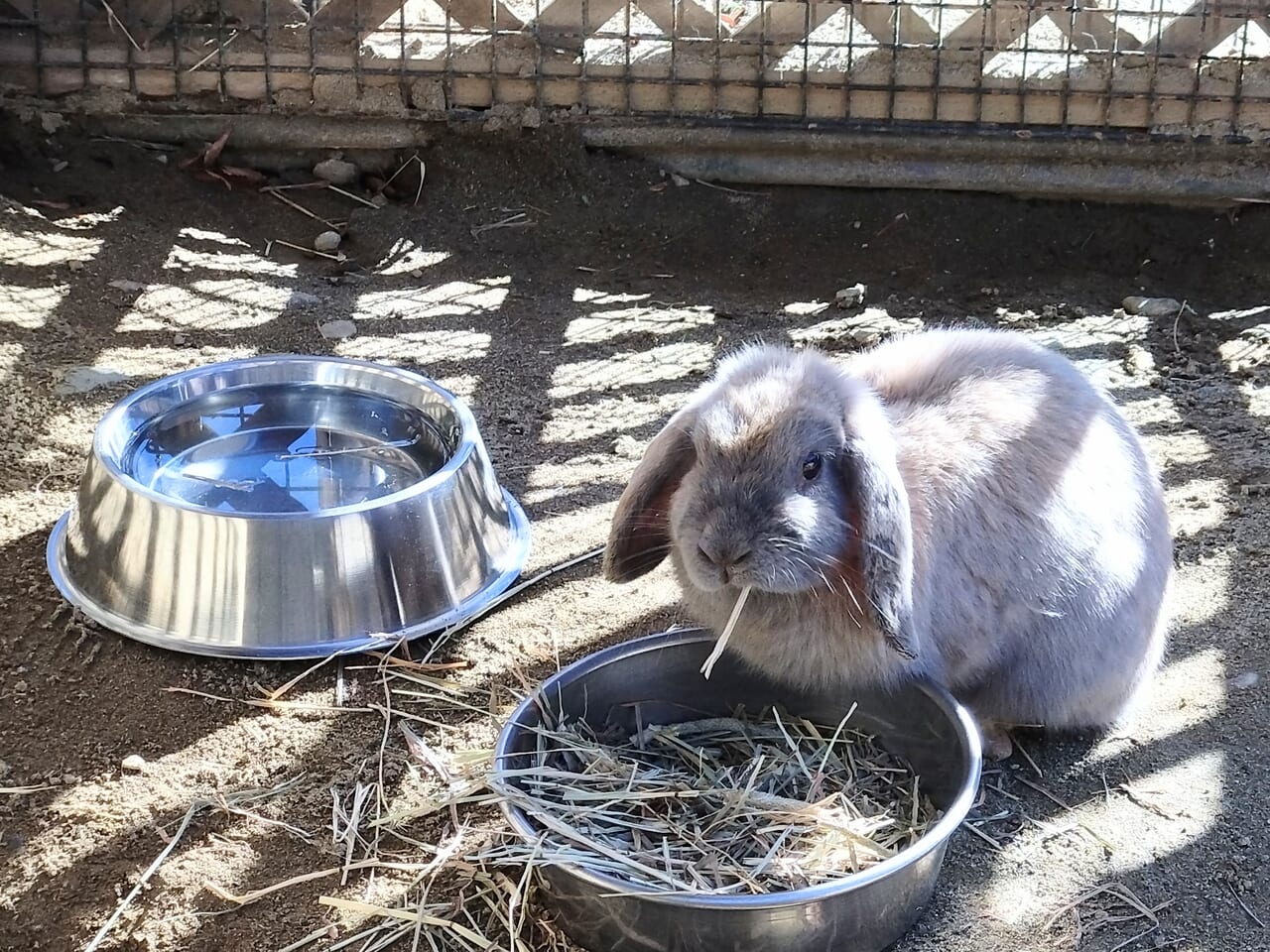 悠久山小動物園_うさぎ2