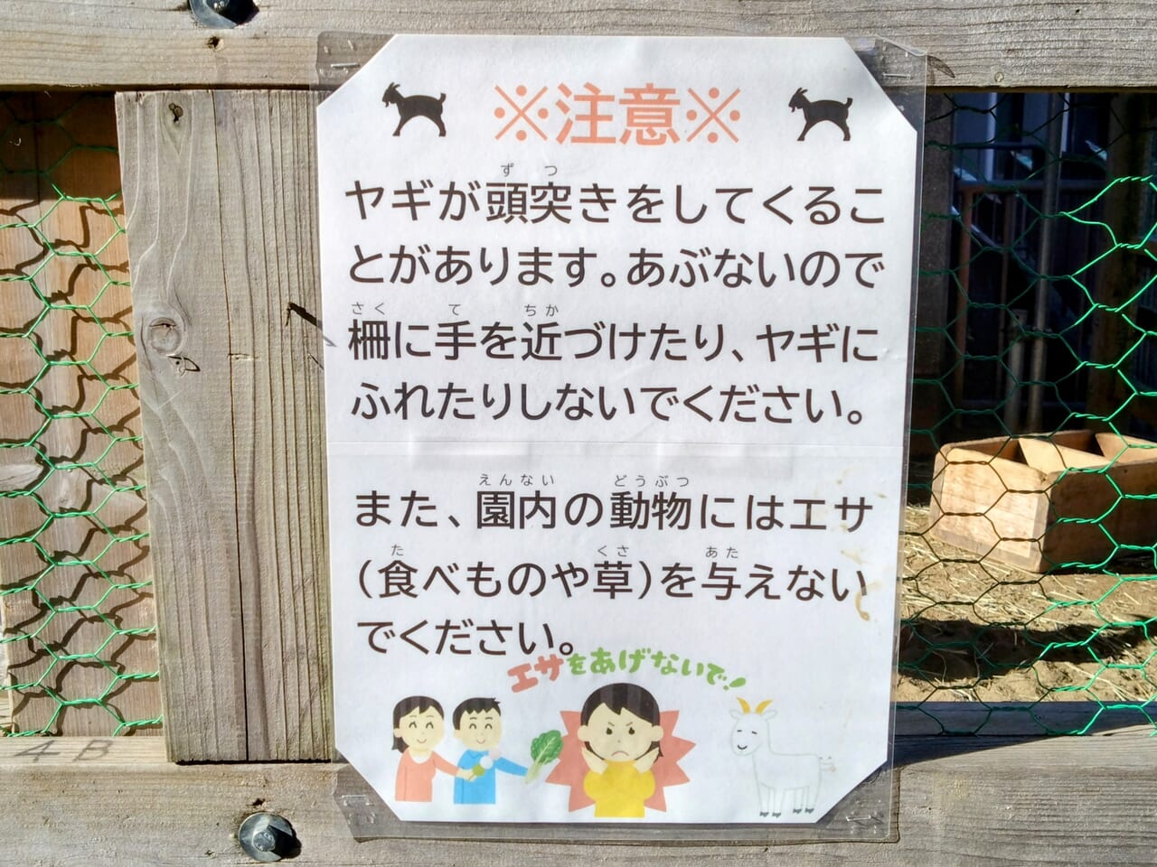 悠久山小動物園_ヤギ4