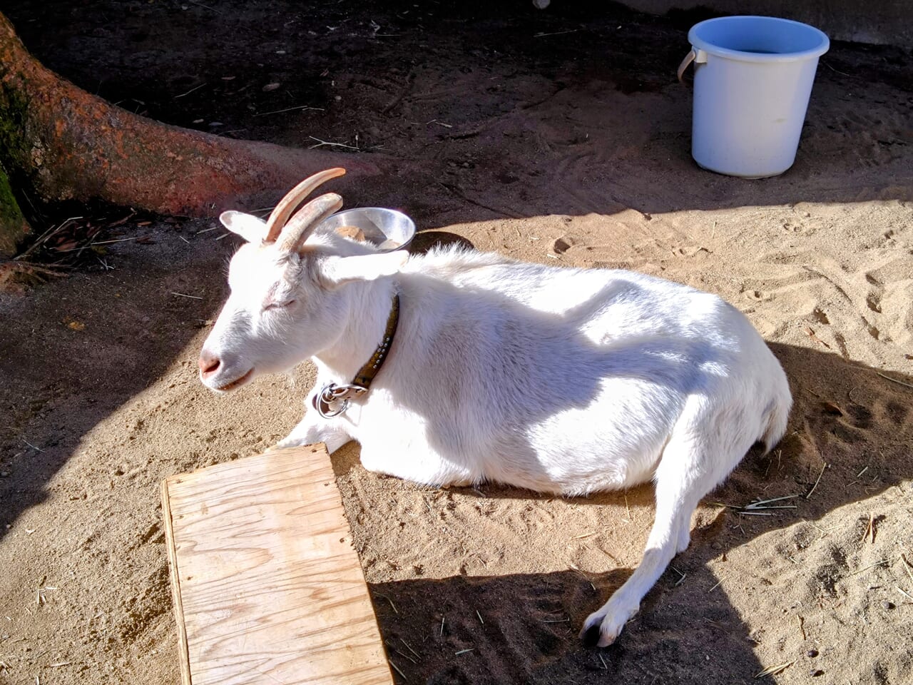 悠久山小動物園_ヤギ1