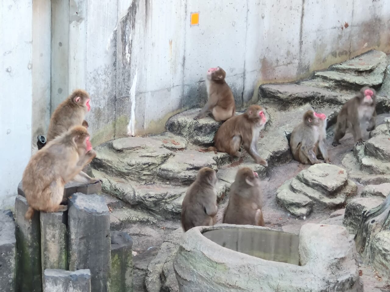 悠久山小動物園_さる5