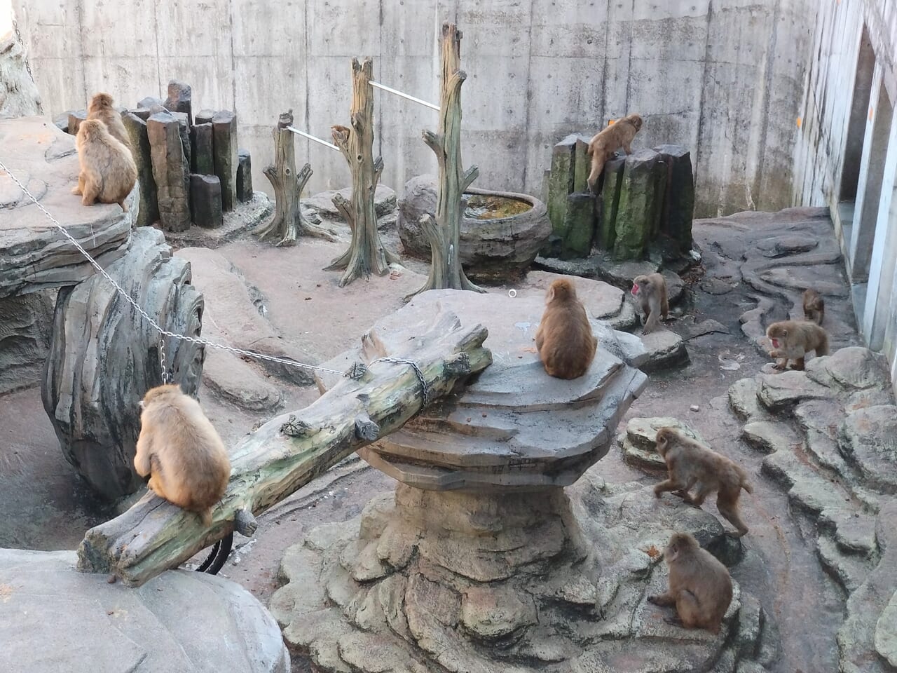 悠久山小動物園_さる10